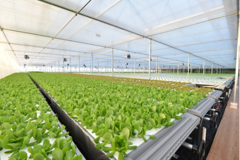 起底京東植物工廠 水培蔬菜安全到“不洗就能吃”，科技如何重塑茶葉種植